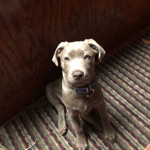 Meet your Posher, Allison